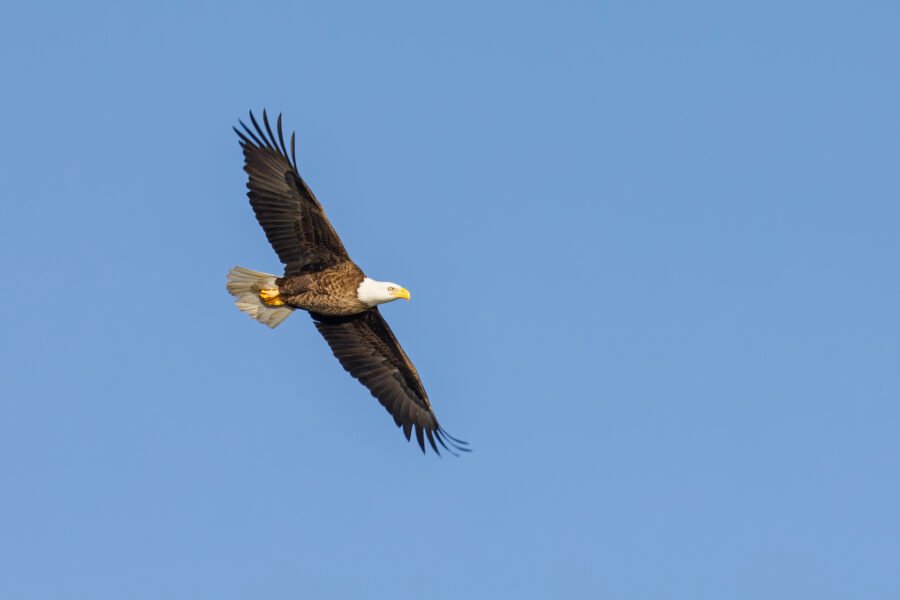 Bald Eagle Soaring In Blue Sky