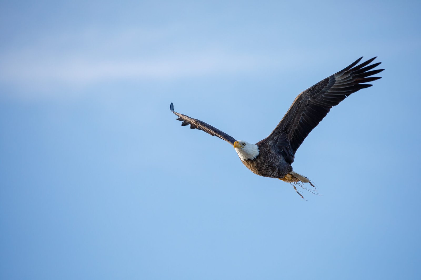 Bald Eagle Returns With Nest Material