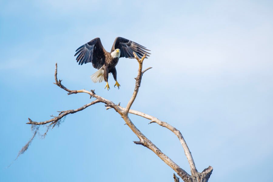 Bald Eagle Taking Off From Dead Tree