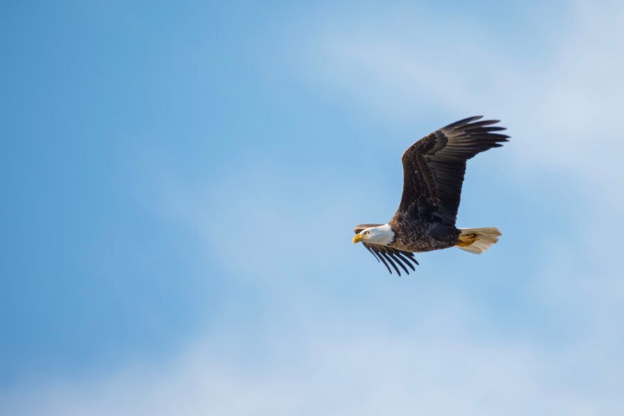 Bald Eagle Flying By To Left