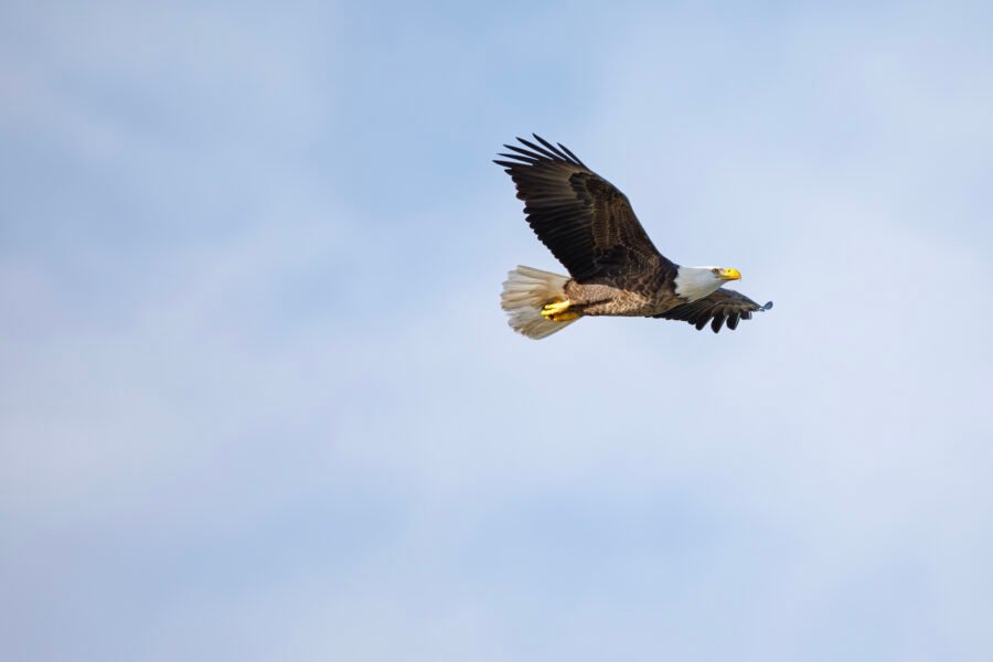 Bald Eagle Gliding To Right