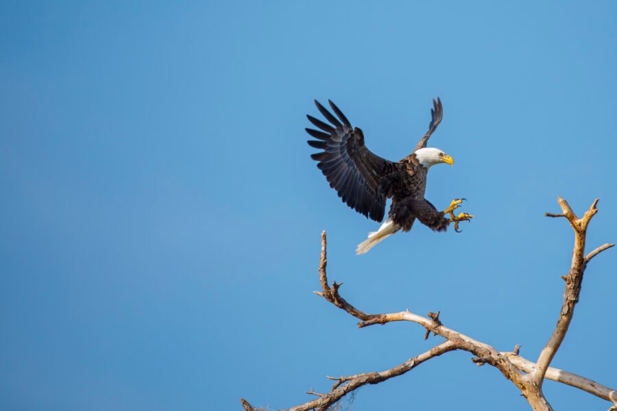 Bald Eagle Landing In Dead Tree