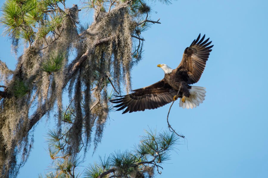 Bald Eagle Landing With Stick