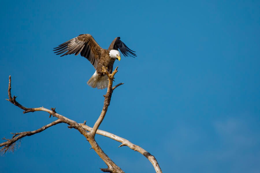 Bald Eagle Touching Down On Tree Top
