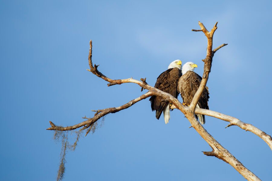 Bald Eagles Getting Cozy