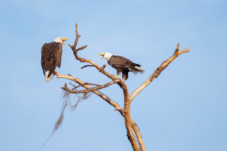 Bald Eagles Squabble In Tree