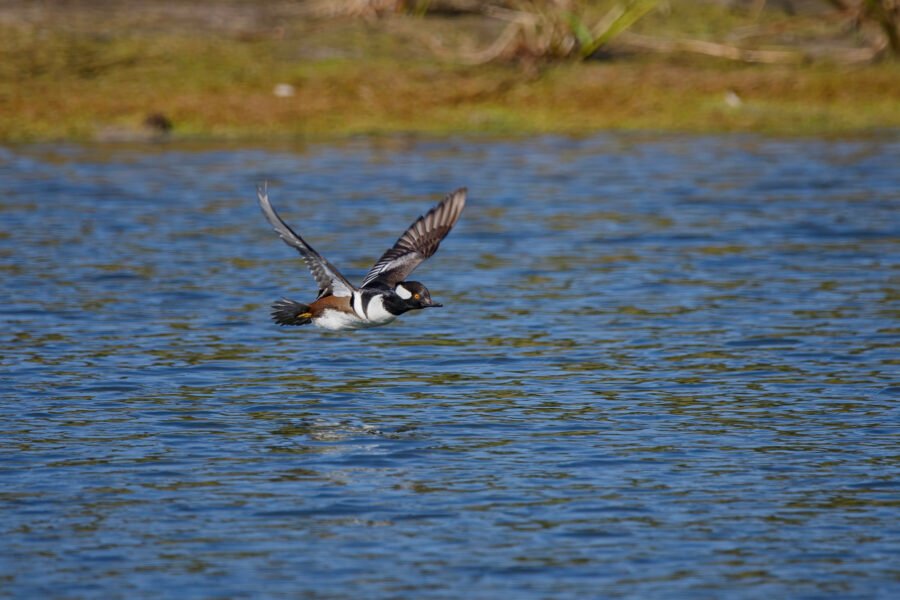 Hooded Merganser Male Flying Across Pond