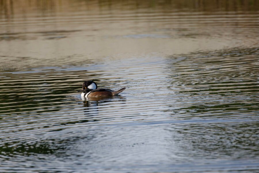 Hooded Merganser Male Resting On Pond