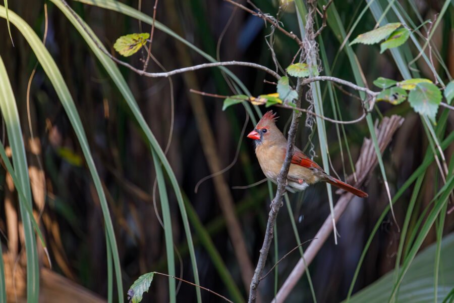Cardinal Female Perched In Shrub