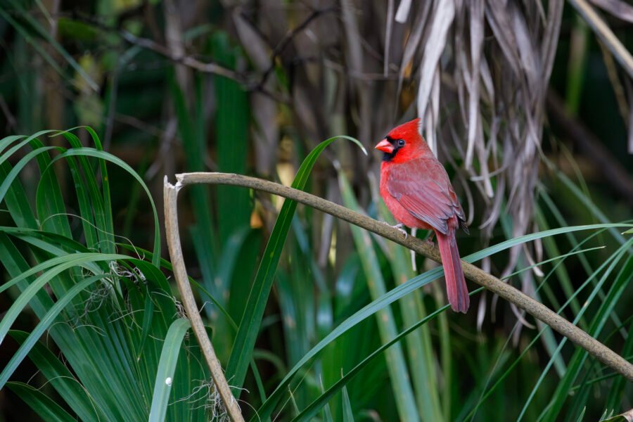 Cardinal Male Sitting On Broken Palmetto Branch