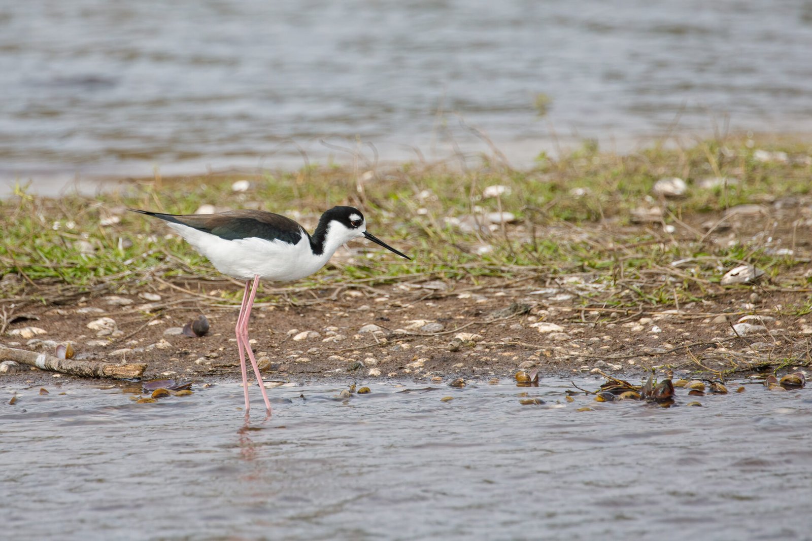 Black Necked Stilt Standing In Water Along Shore