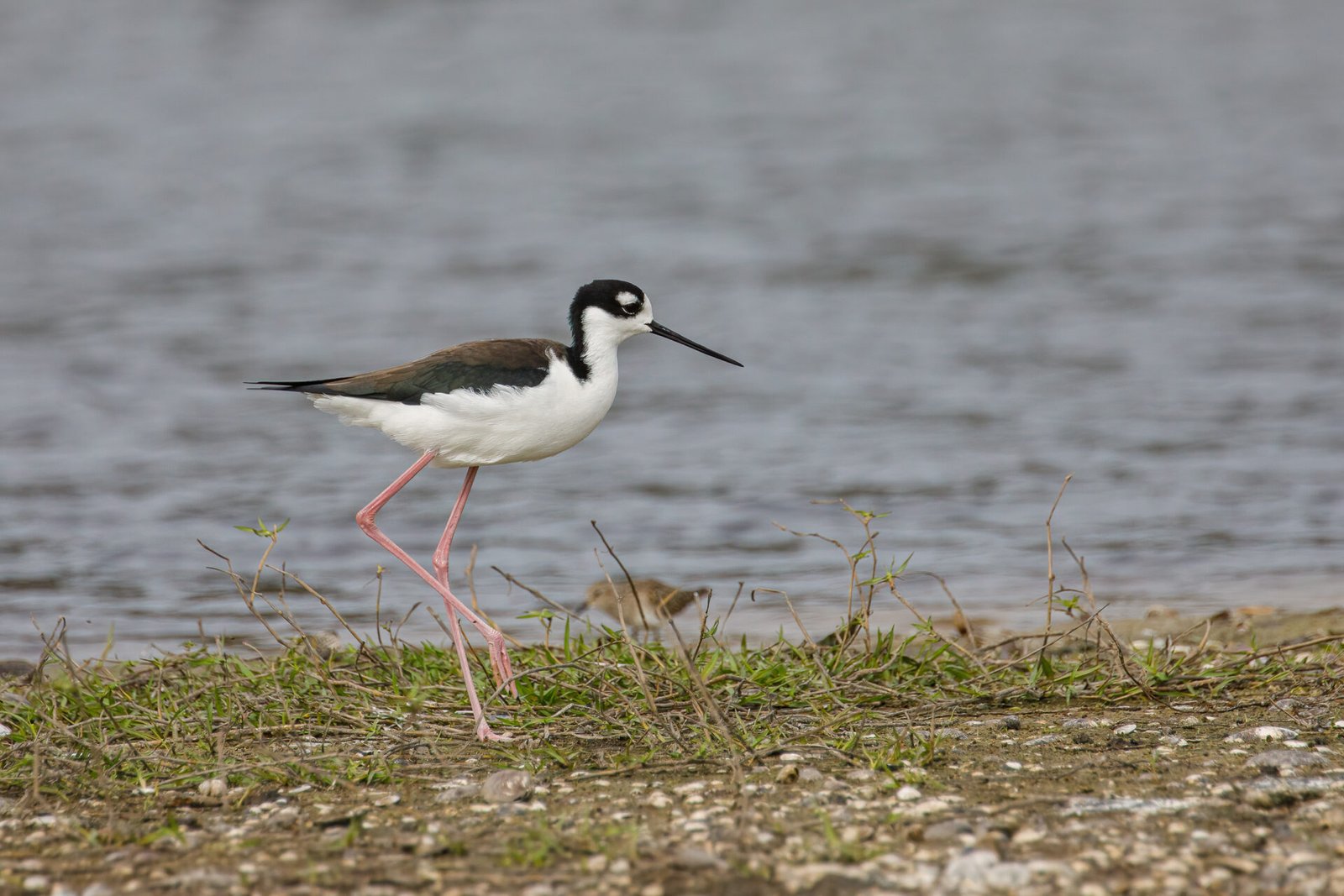 Black Necked Stilt Walking Along Shore