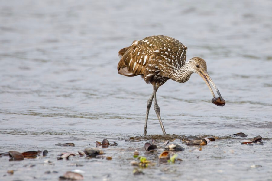 Limpkin Walking With Snail