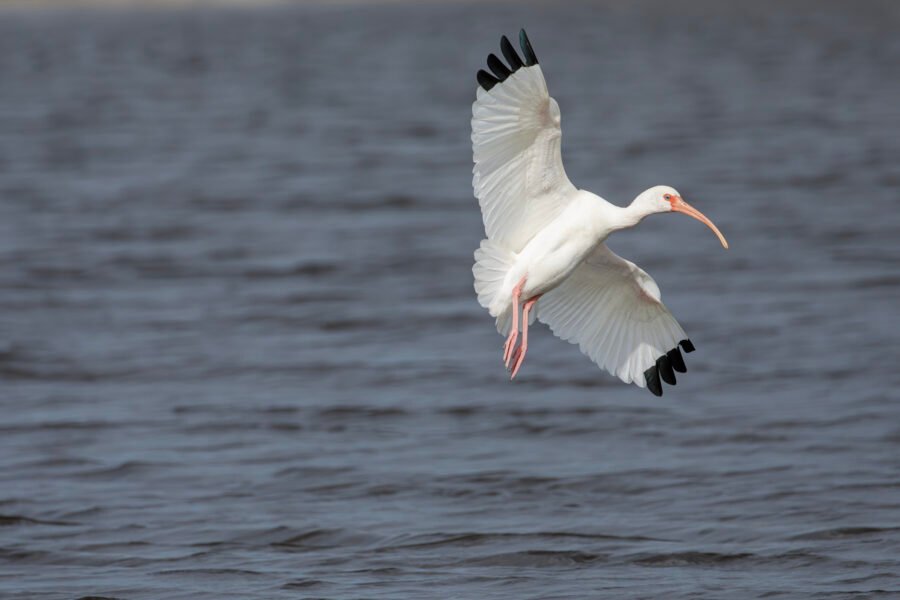 White Ibis Landing Water