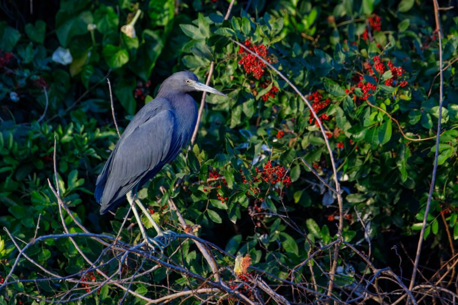 Little Blue Heron In Bushes With Red Berries