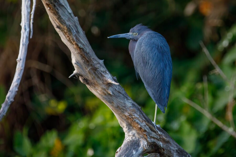 Little Blue Heron Standing On Dead Tree