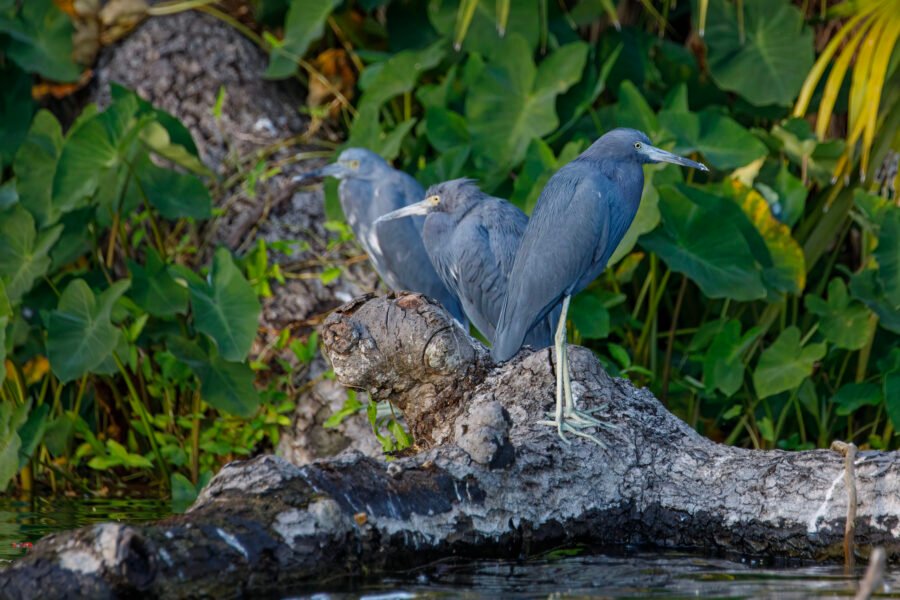 Three Little Blue Herons Standing On Fallen Tree