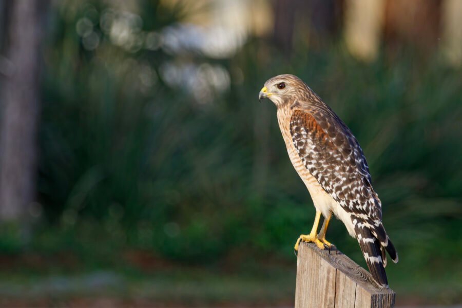 Red Shouldered Hawk On Fence