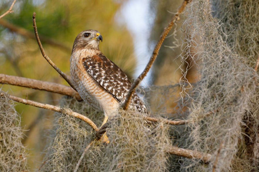 Red Shouldered Hawk On Branch In Spanish Moss