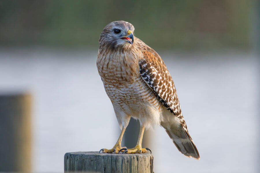 Red Shouldered Hawk On Post