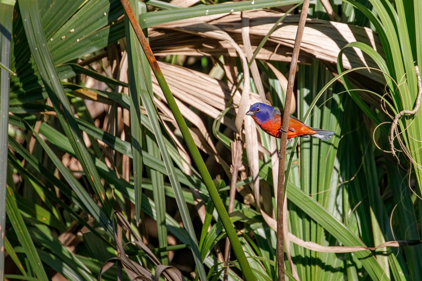 Painted Bunting Male In Sun On Branch