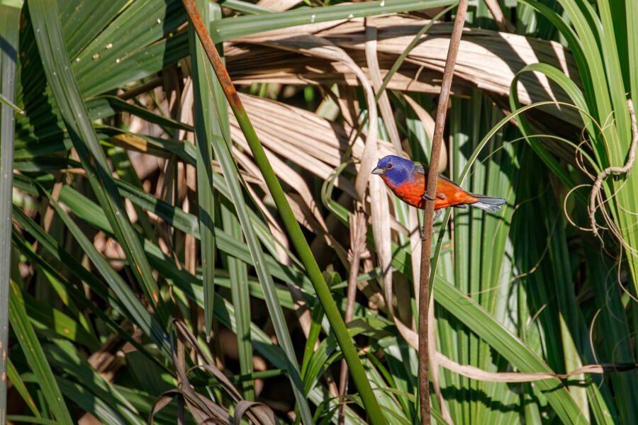 Painted Bunting Male In Sun On Branch