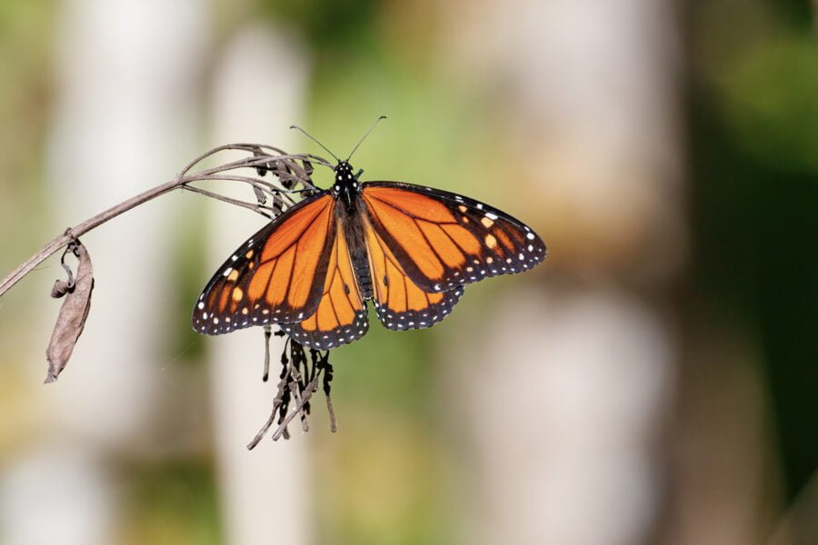 Monarch Butterly On Dried Milkweed