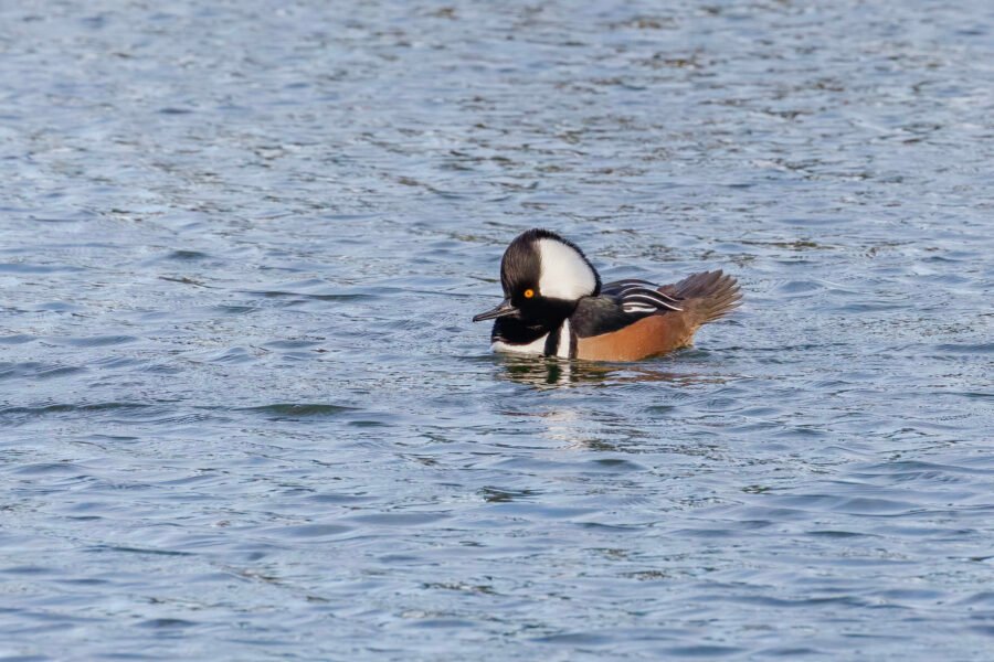 Hooded Merganser Male Swimming On Pond