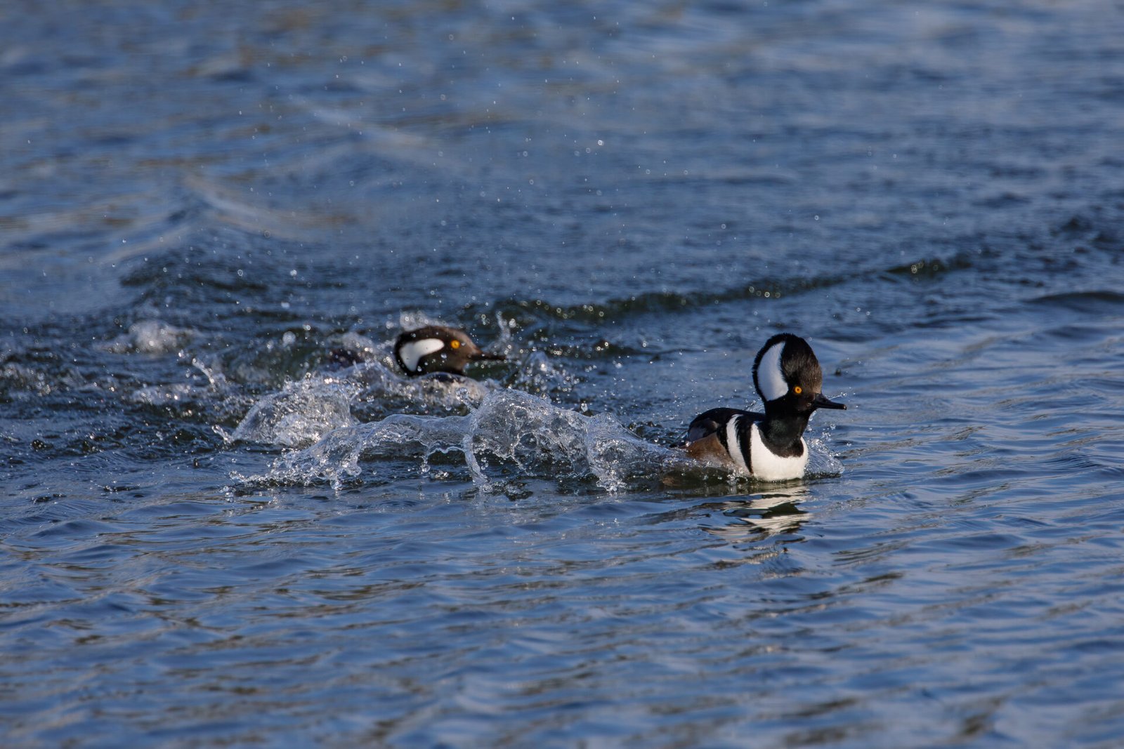 Hooded Merganser Male Chasing Another Male