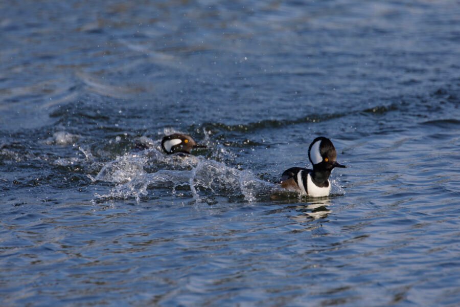 Hooded Merganser Male Chasing Another Male