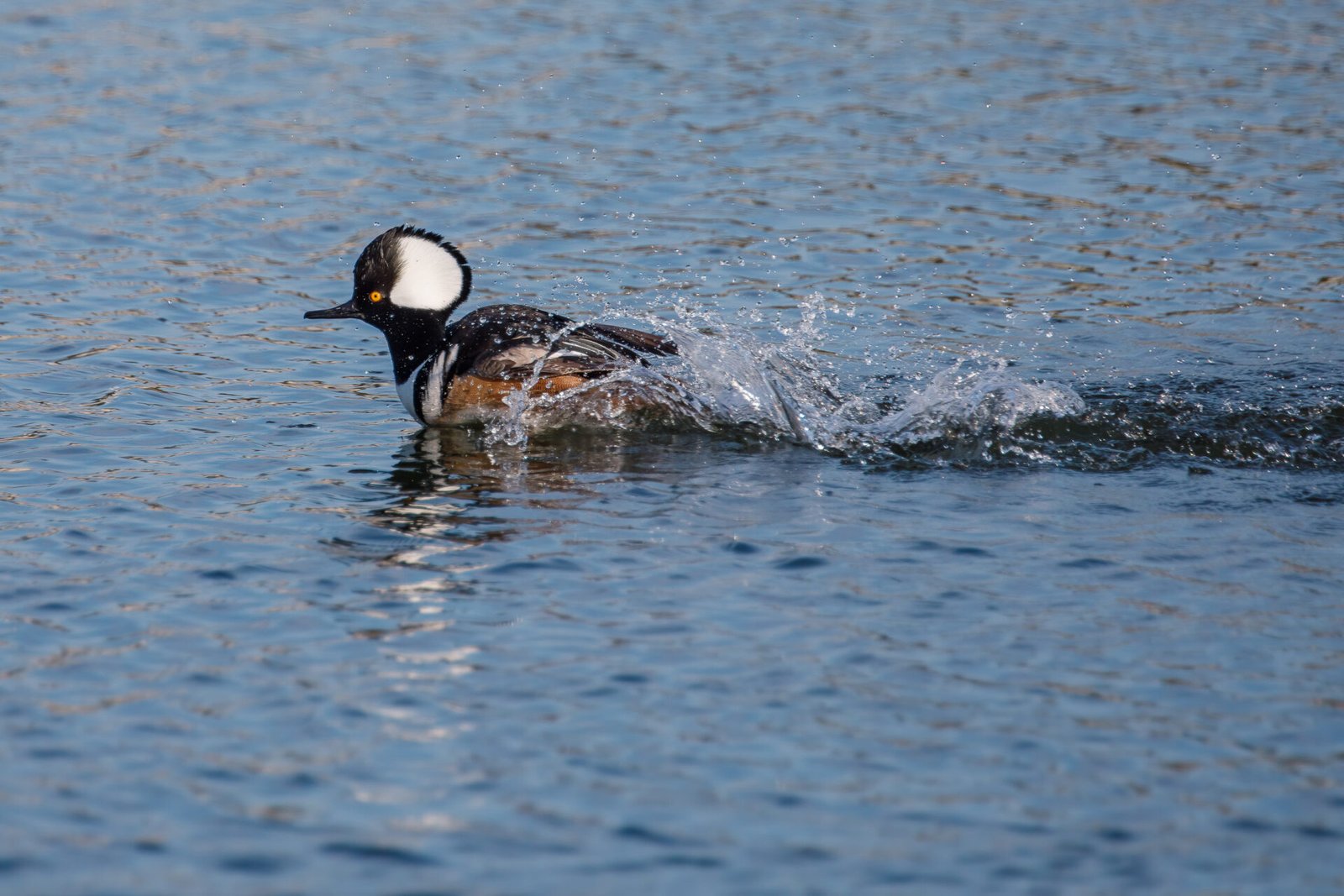 Hooded Merganser Male Scooting Across Water