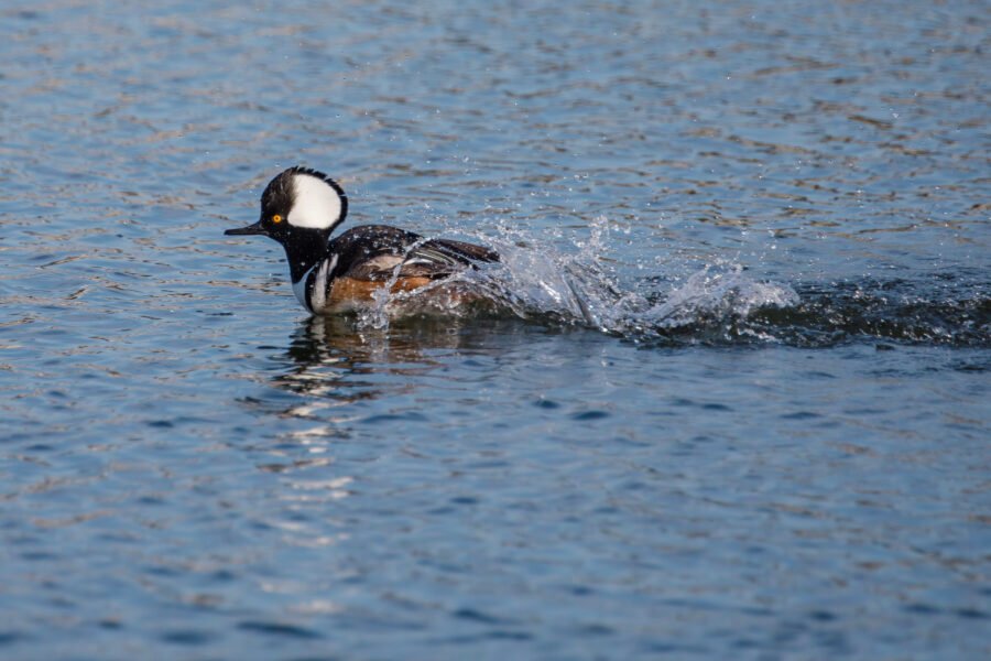 Hooded Merganser Male Scooting Across Water