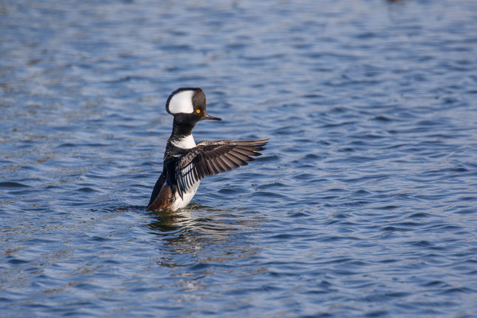 Hooded Merganser Male Stretching Wings