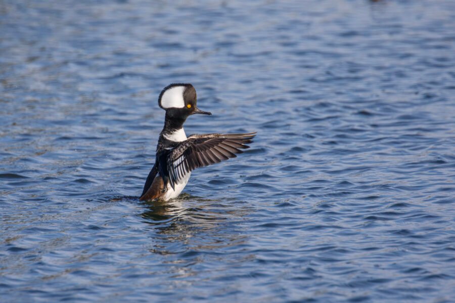 Hooded Merganser Male Stretching Wings
