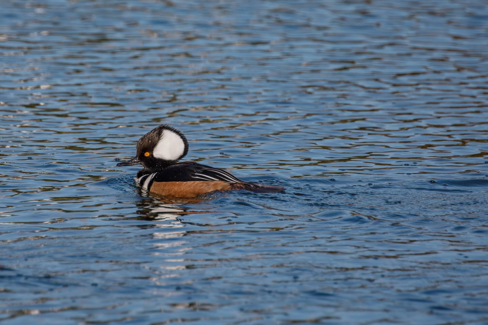 Hooded Merganser Male Swimming To Left On Pond
