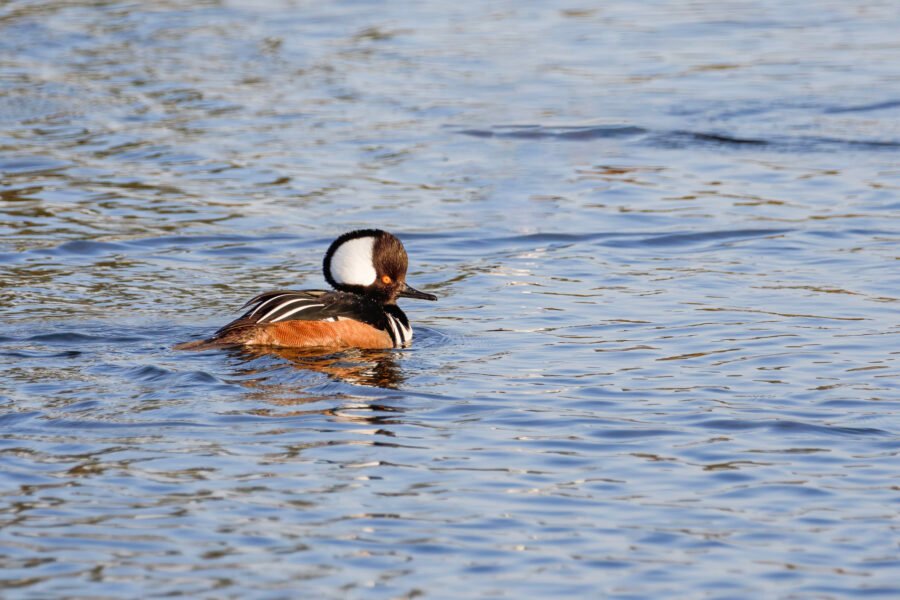 Hooded Merganser Male Swimming To Right On Pond