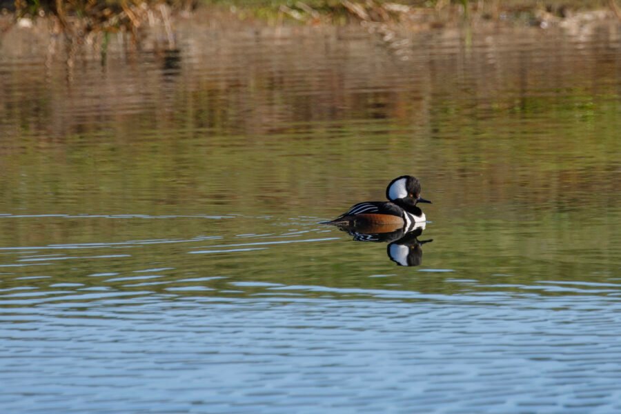Hooded Merganser Male With Reflection On Pond