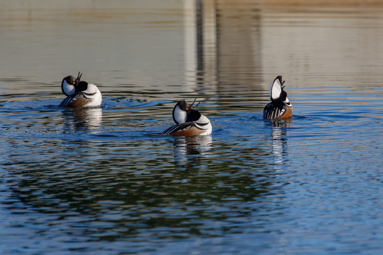 Hooded Merganser Males Showing Off For Females