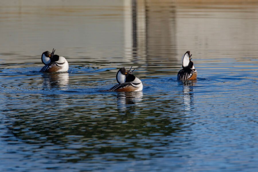 Hooded Merganser Males Showing Off For Females