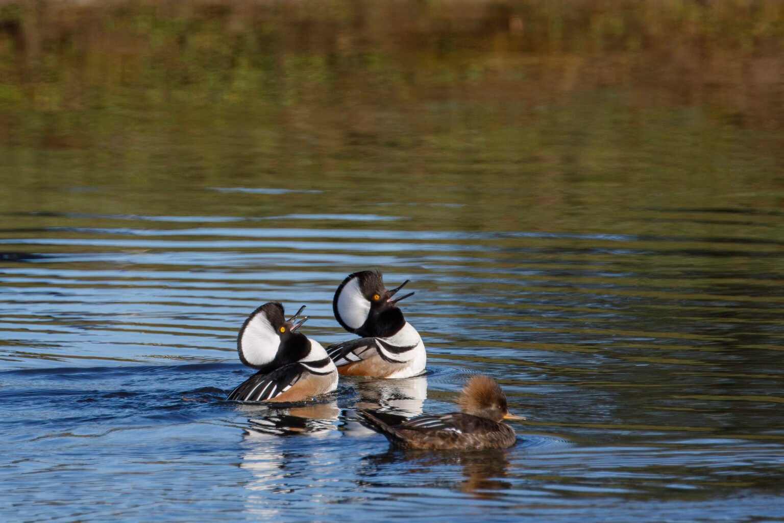 Hooded Merganser Males Courting Female