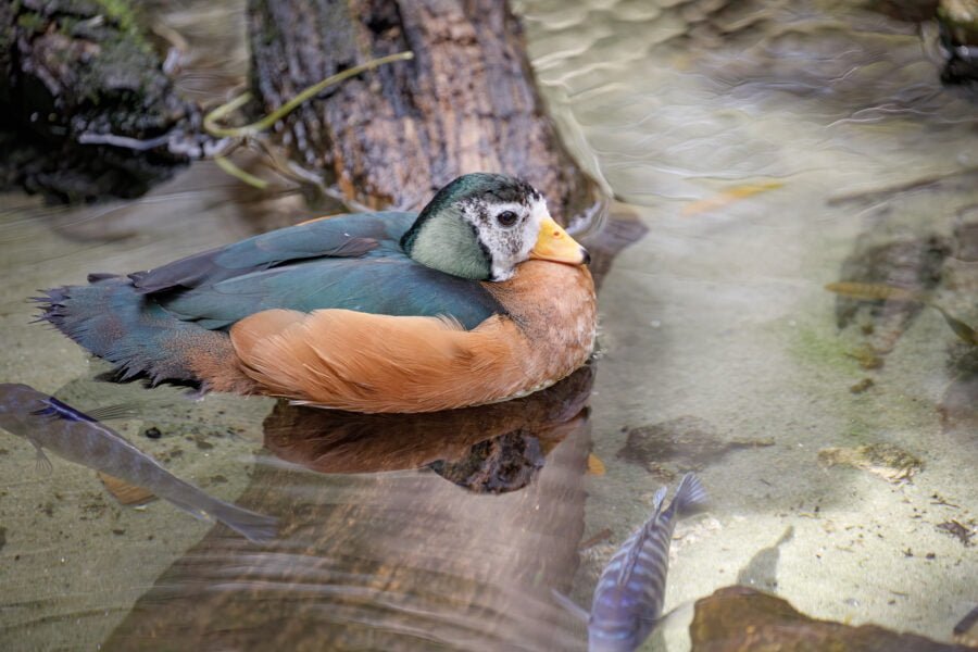 African Pygmy Goose Resting On Log