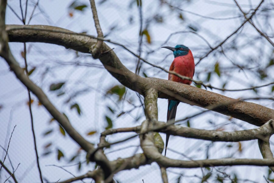 Carmine Bee Eater Sitting In Tree
