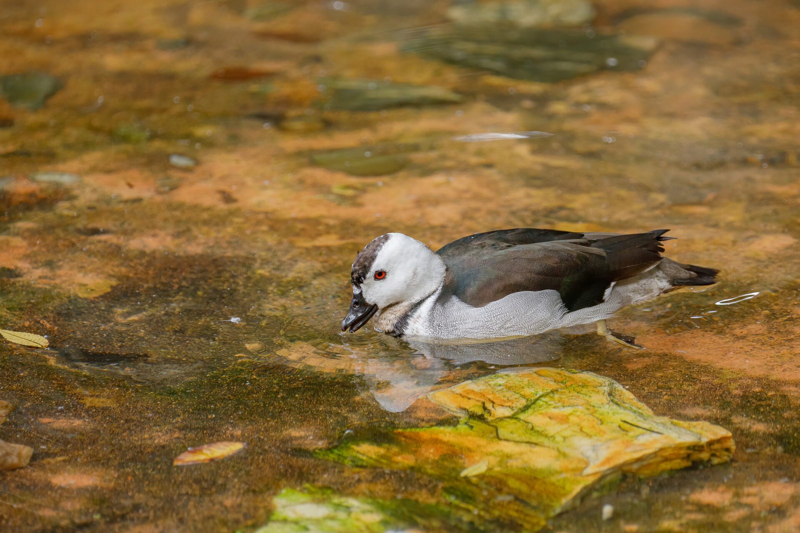 Cotton Pygmy Goose Skimming The Water