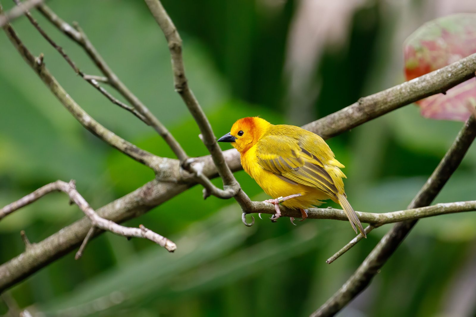 Golden Palm Weaver Resting On Branch