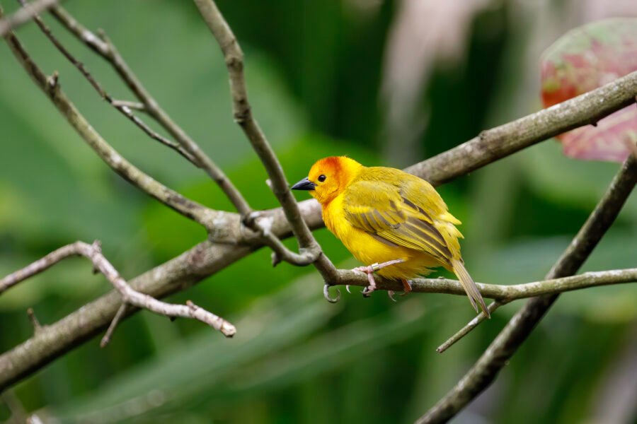 Golden Palm Weaver Resting On Branch