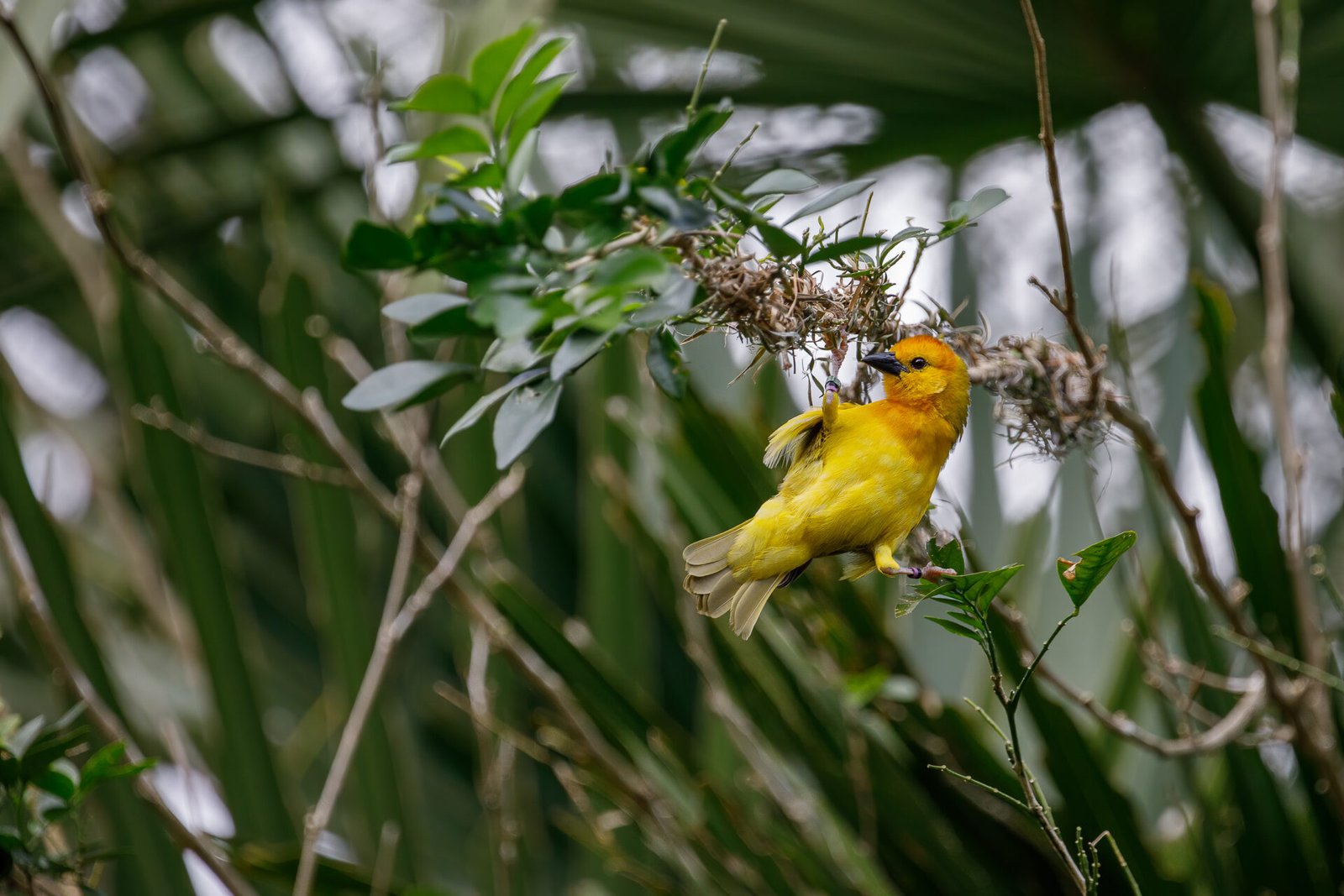 Golden Palm Weaver Straddling Branches