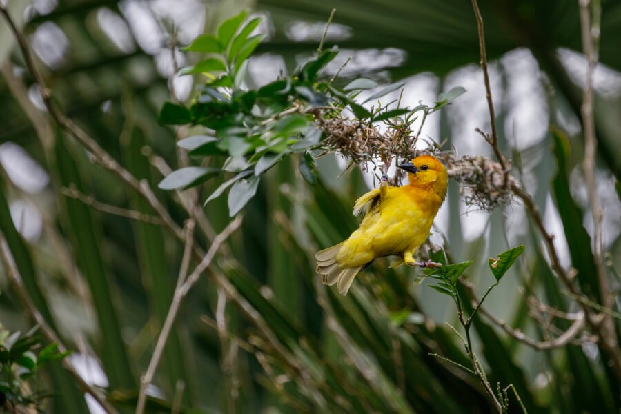 Golden Palm Weaver Straddling Branches