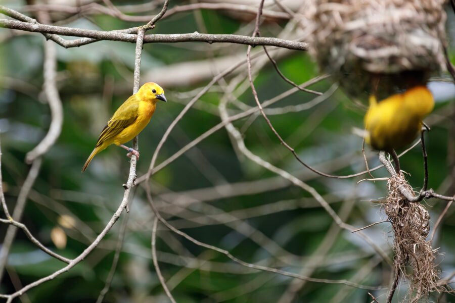 Golden Palm Weaver Watching Mate Build Nest