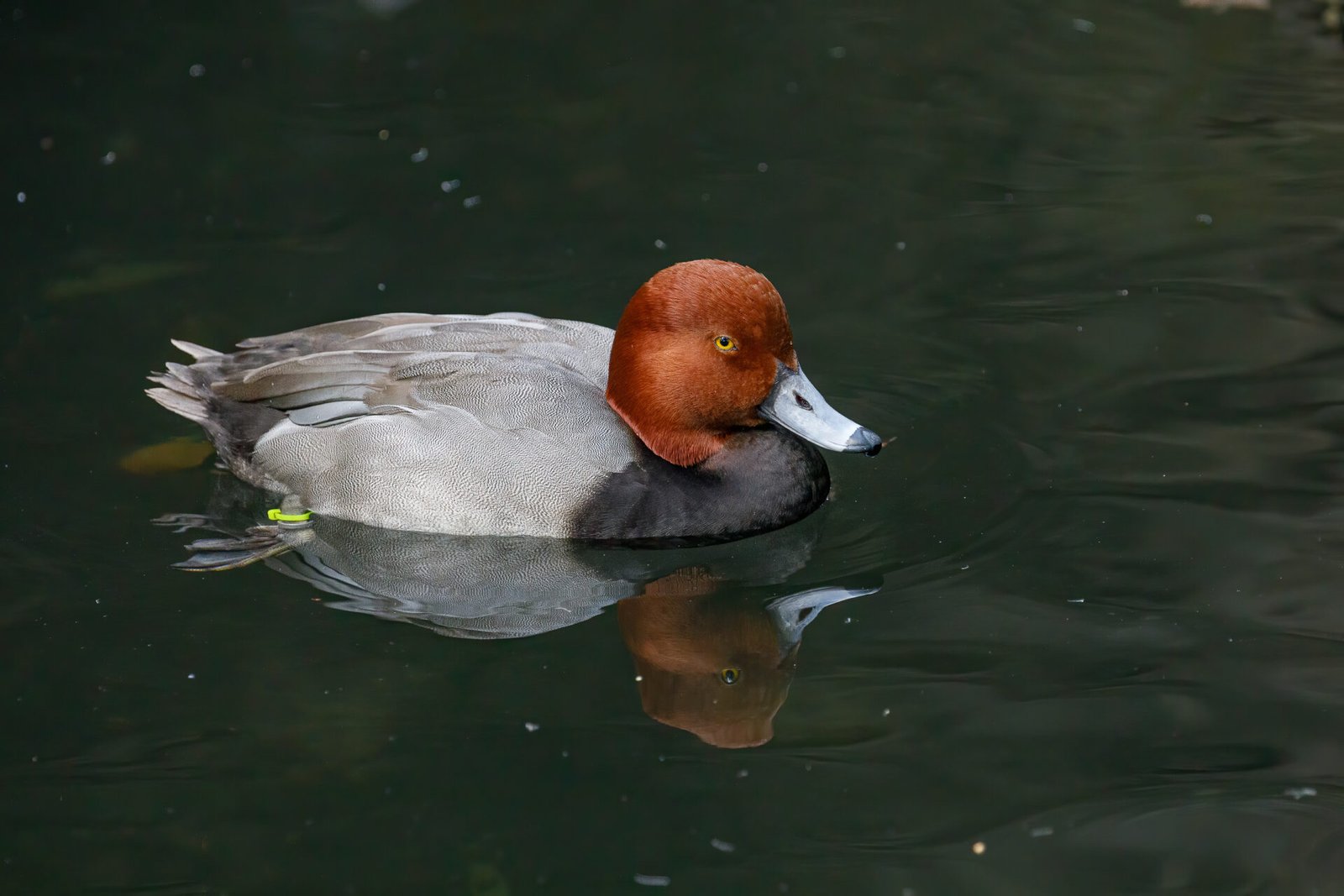 Male Redhead Duck Relaxing In Pond