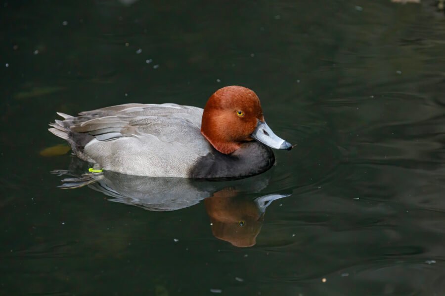 Male Redhead Duck Relaxing In Pond